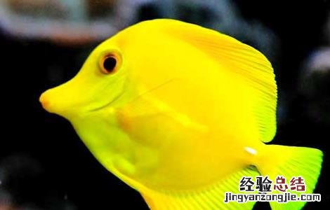 观赏鱼的品种分类有哪些 观赏鱼的品种分类有哪些图片