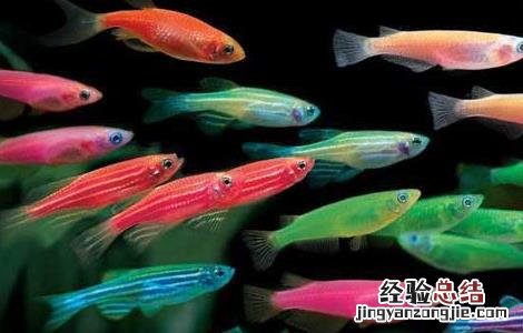 观赏鱼的品种分类有哪些 观赏鱼的品种分类有哪些图片