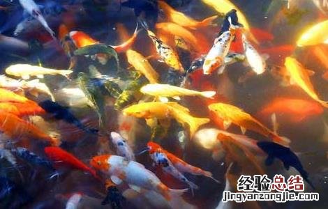 观赏鱼的品种分类有哪些 观赏鱼的品种分类有哪些图片