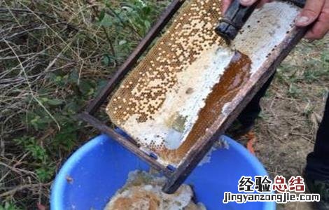 中蜂什么时候取蜜最佳 中蜂什么时候取蜜最佳呢
