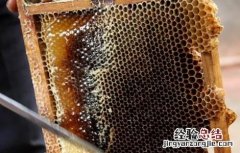 中蜂什么时候取蜜最佳 中蜂什么时候取蜜最佳呢