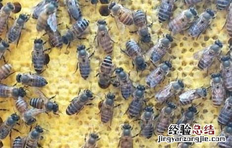 工蜂产卵严重怎么办 工蜂产卵会导致灭群吗