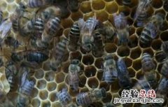 工蜂产卵严重怎么办 工蜂产卵会导致灭群吗