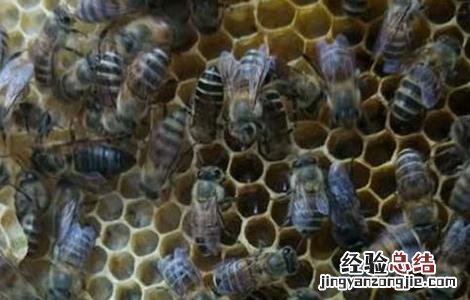 工蜂产卵严重怎么办 工蜂产卵会导致灭群吗