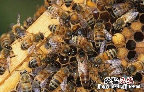 工蜂产卵严重怎么办 工蜂产卵会导致灭群吗