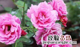 一个盆里可以种2株月季吗? 一个盆可以种几棵月季