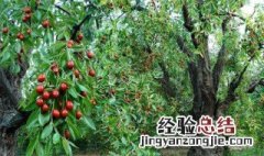梦见红枣树上结满红枣代表什么 梦见红枣树上结满红枣是什么预兆