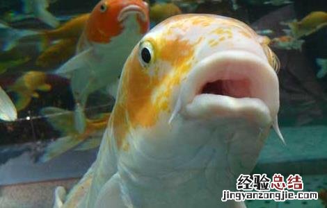 观赏鱼吃什么食物 观赏鱼吃什么食物催鱼排卵