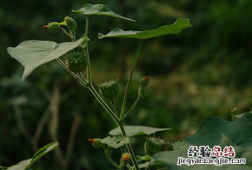 冬葵子别名 冬葵子
