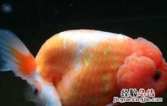 金鱼的寿命有多长 家养小金鱼的寿命有多长