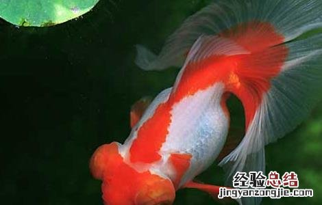 金鱼的寿命有多长 家养小金鱼的寿命有多长