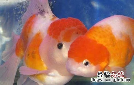 金鱼的喂食方法 金鱼的喂食方法有哪些