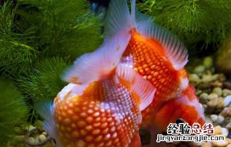 金鱼的喂食方法 金鱼的喂食方法有哪些