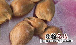 杏核去苦的方法 杏核去苦最快方法