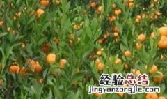 石灰对柑桔的作用和功效是什么 石灰对柑桔的作用和功效