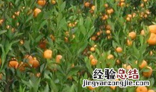 石灰对柑桔的作用和功效是什么 石灰对柑桔的作用和功效