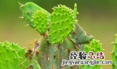 什么季节扦插仙人掌最好活 什么季节扦插仙人掌最好