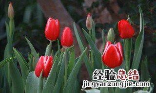 郁金香几点几分开花 郁金香什么时候开花几点开花