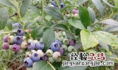 蓝莓布里吉塔几月开花结果 蓝莓布里吉塔几月开花