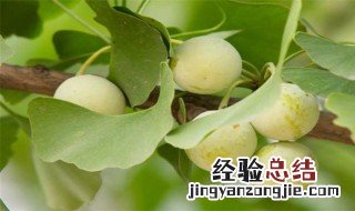 银杏果怎么吃法 银杏果的吃法