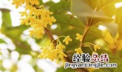 新栽的桂花树几年开花啊 新栽的桂花树几年开花