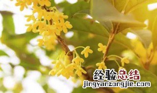 新栽的桂花树几年开花啊 新栽的桂花树几年开花