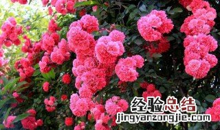 玫瑰花老桩会开花吗怎么养 玫瑰花老桩会开花吗