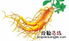 人参的功效与作用吃法 人参的功效与作用