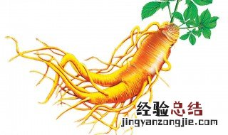 人参的功效与作用吃法 人参的功效与作用