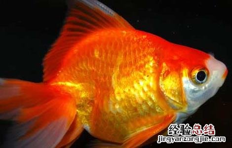 鲸鱼吃什么食物 金鱼吃什么食物