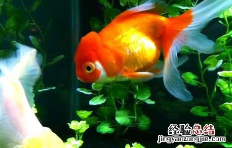 鲸鱼吃什么食物 金鱼吃什么食物