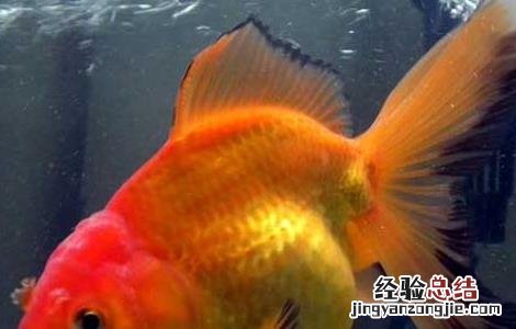 热带鱼水族箱造景 金鱼水族箱的造景方法
