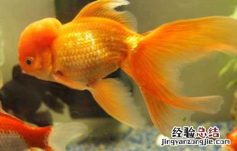 热带鱼水族箱造景 金鱼水族箱的造景方法