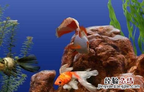 热带鱼水族箱造景 金鱼水族箱的造景方法