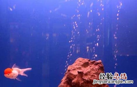 热带鱼水族箱造景 金鱼水族箱的造景方法