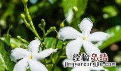 风车茉莉花几月开花啊 风车茉莉花几月开花