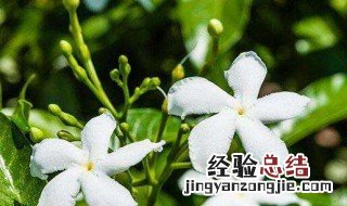 风车茉莉花几月开花啊 风车茉莉花几月开花