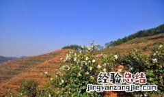石灰对油茶树有什么作用 石灰加茶油