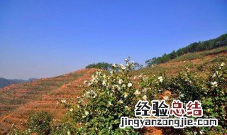 石灰对油茶树有什么作用 石灰加茶油