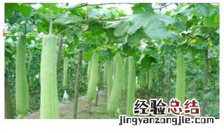 丝瓜什么时候种最合适怎么种 丝瓜什么时候种