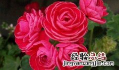 玫瑰花多少温度开花正常 玫瑰花多少温度开花
