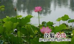 荷花诗句 十首句关于荷花的诗句推荐
