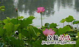 荷花诗句 十首句关于荷花的诗句推荐