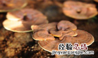灵芝吃法 灵芝怎么吃