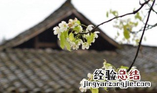 清明节手抄报内容 清明节手抄报文字内容