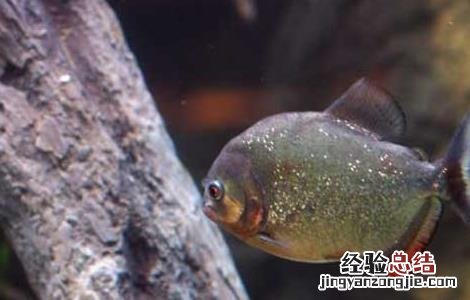 食人鱼有克星吗 食人鱼有天敌吗
