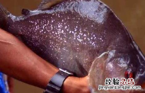 食人鱼有克星吗 食人鱼有天敌吗