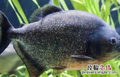 食人鱼有克星吗 食人鱼有天敌吗