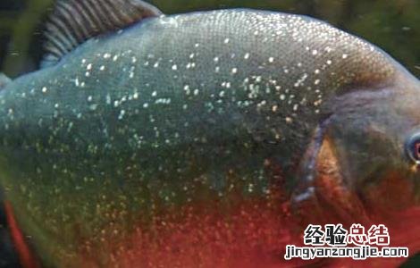 食人鱼可以吃吗 食人鱼怎么吃比较好 食人鱼能吃吗