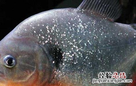 食人鱼可以吃吗 食人鱼怎么吃比较好 食人鱼能吃吗